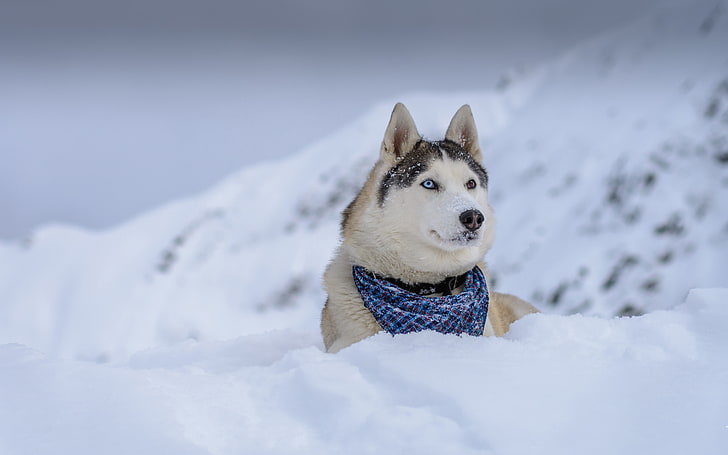 animals, dog, Siberian Husky, snow, one animal, canine, pets