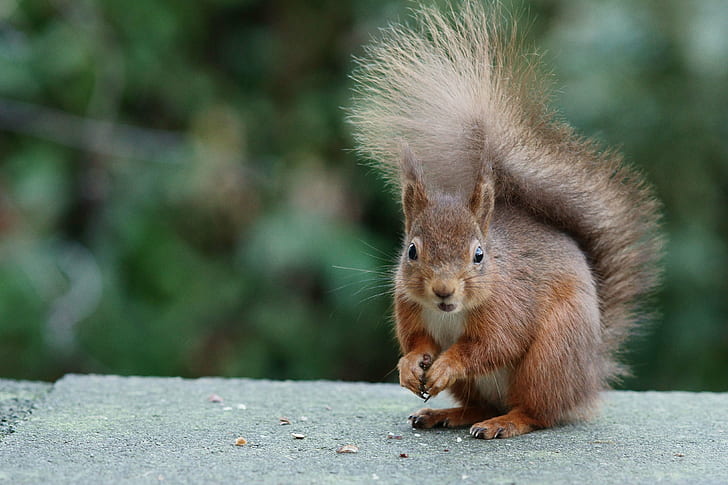 tilt shift lens photography of a brown squirrel, rodent, animal, HD wallpaper