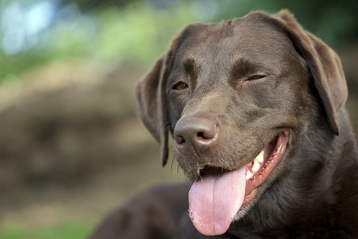 adult chocolate Labrador retriever, dog, muzzle, protruding tongue