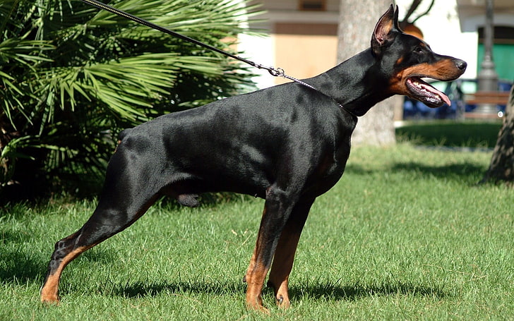 adult black and tan Doberman pinscher, grass, dog, hunting, alertness, HD wallpaper