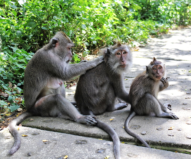 monkey, animals, family, fur, group of animals, primate, mammal