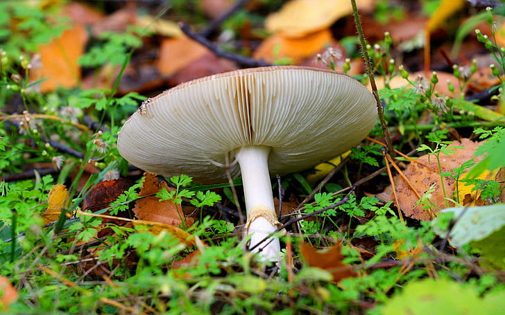 White mushroom, brown round mushroom, nature, 2560x1600