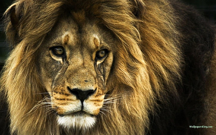 lion, animals, nature, big cats, mammal, animal themes, animal wildlife, HD wallpaper
