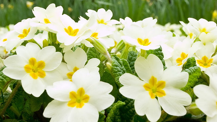 white-and-yellow primrose flowers, herbs, many, beauty, nature