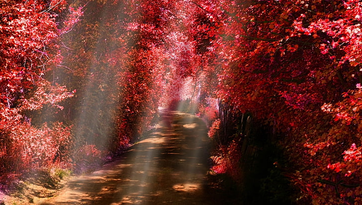 landscape, nature, sun rays, path, fall, red, leaves, shrubs, HD wallpaper