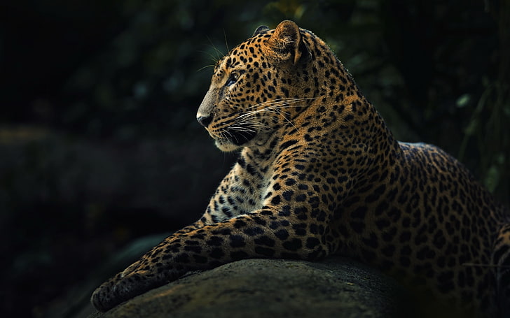 animals, wildlife, nature, jaguars, feline, animal wildlife, HD wallpaper