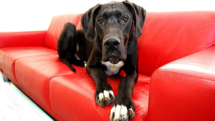 dog breed great dane picture, pets, mammal, domestic, one animal, HD wallpaper