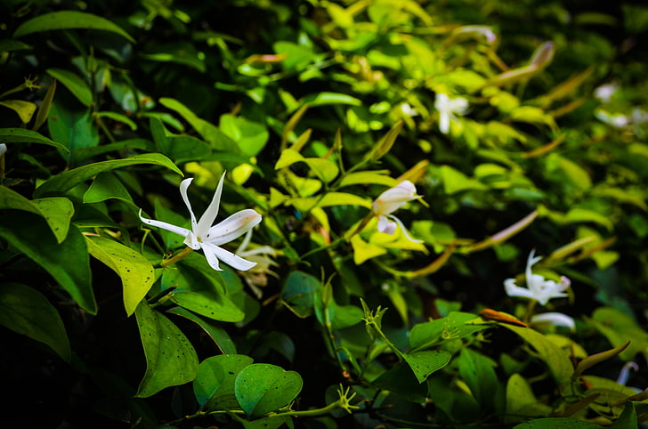 white flowers, nature, leaves, plants, growth, beauty in nature, HD wallpaper