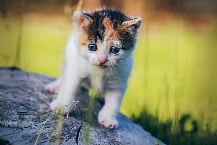 cat, blue eyes, outdoors, kittens, animals, HD wallpaper
