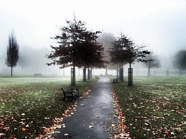 trees covered with fogs during daytime, nature, autumn, outdoors