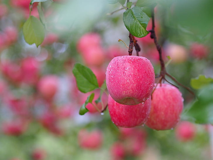 Red apples, after rain, tree, twigs, water drops, HD wallpaper