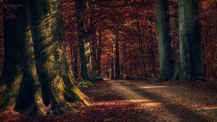 forest, woodland, nature, fall, path, tree, autumn, leaves, HD wallpaper