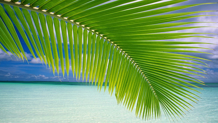 landscape, palm trees, beach, green, sea, horizon, tropical