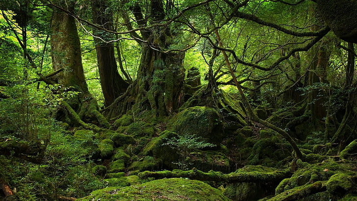 moss, forest, mossy, nature, tree, plant, land, growth, green color, HD wallpaper