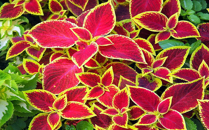 Hd Wallpaper Coleus Flowers Red And Yellow Sheets Ornamental Flowers Hd Wallpaper Download For Mobile And Tablet 2560 1600 Wallpaper Flare