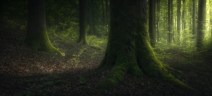 Carl T Loveall, nature, forest, trees, 500px, moss, deep forest, HD wallpaper
