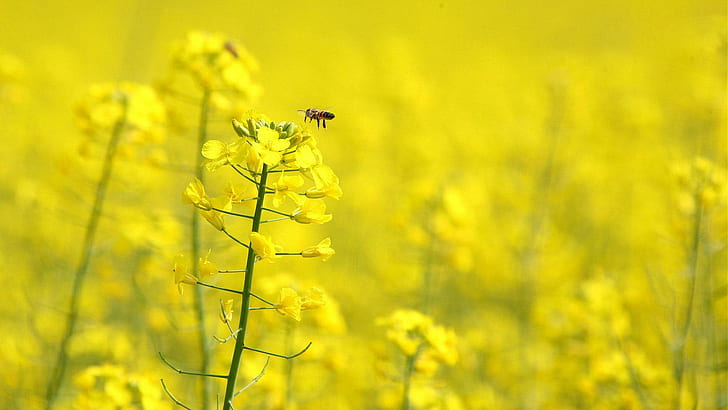 Getting The Pollen, picture, photograph, yellow, flowers, image, HD wallpaper