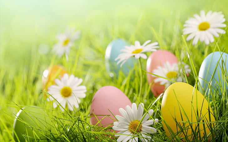 Easter eggs, white daisies flowers, grass