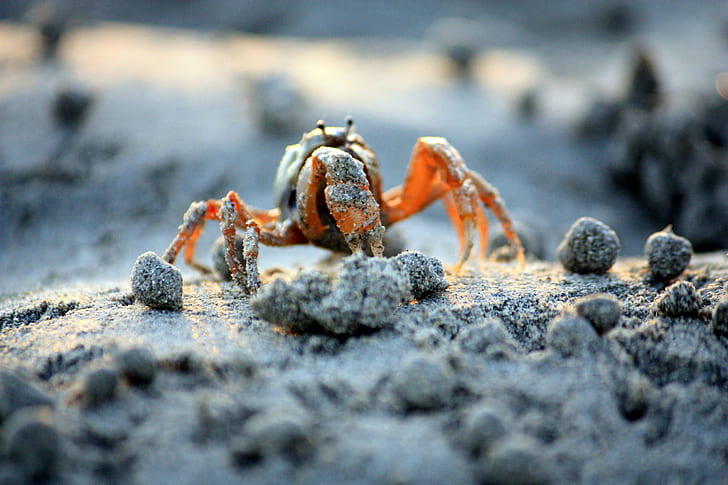 brown crab on white surface in closeup photo, mangrove, beach, HD wallpaper