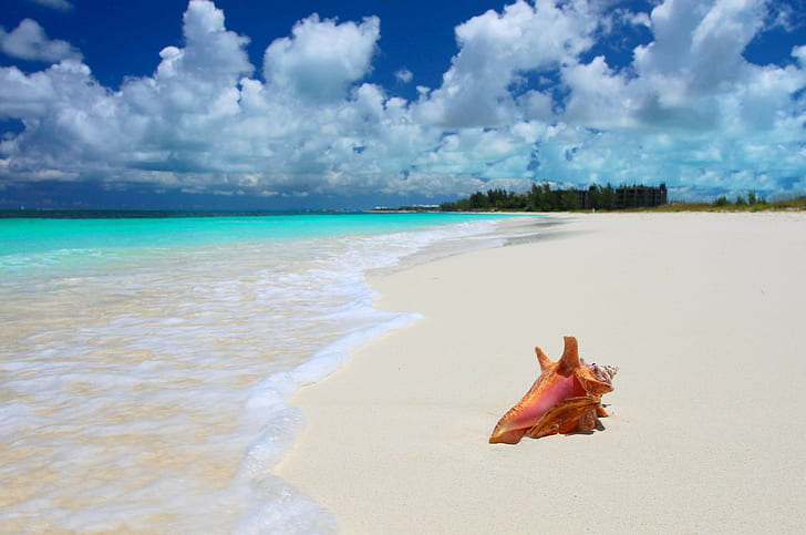 Tropical, sea, beach, shell, white sand and brown shell, Nature