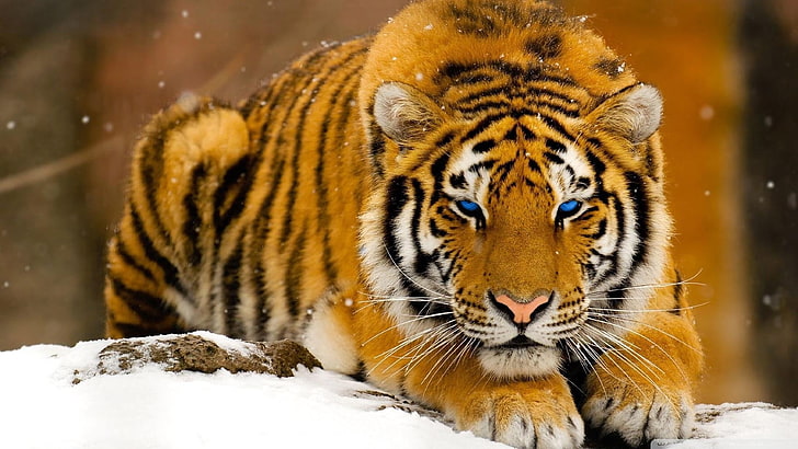 brown, white, and black tiger, animals, big cats, digital art