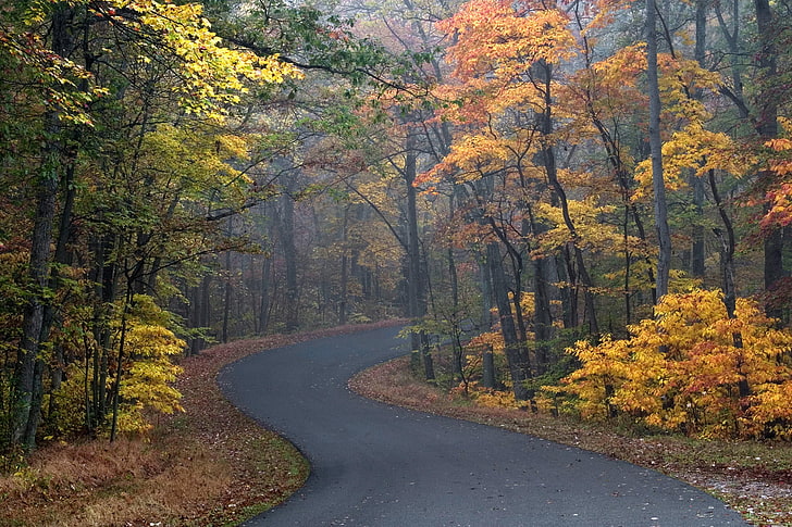 yellow and green trees, leaves, fall, road, seasons, autumn, forest