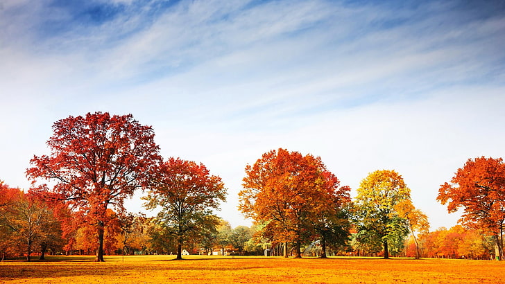 landscape photograph of trees, fall, red leaves, park, autumn