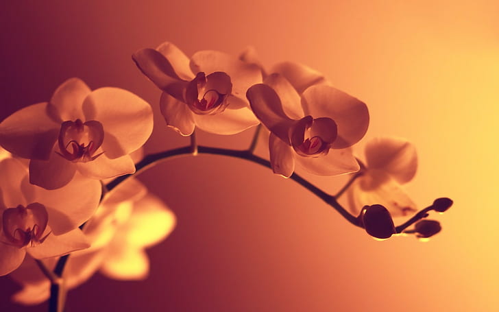 orange flowers, macro, artificial lights, photography