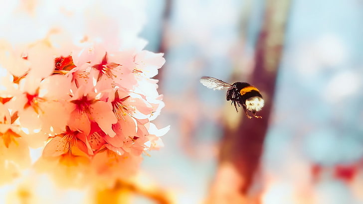 gold-colored and diamond ring, animals, insect, bees, flowers, HD wallpaper