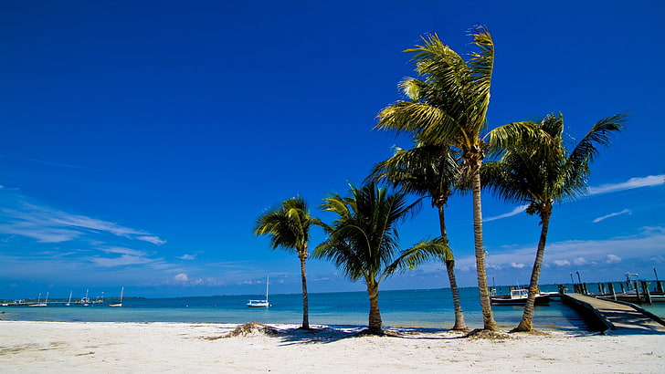 tropics, vacation, coast, ocean, shore, palm tree, sunny day, HD wallpaper