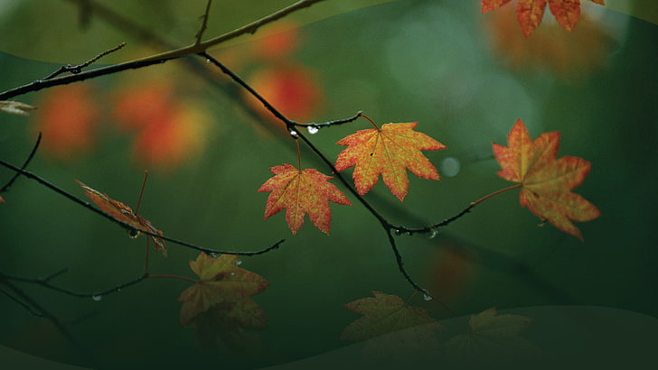 nature, maple, autumn, orange, leaf, leaves, fall, tree, foliage, HD wallpaper