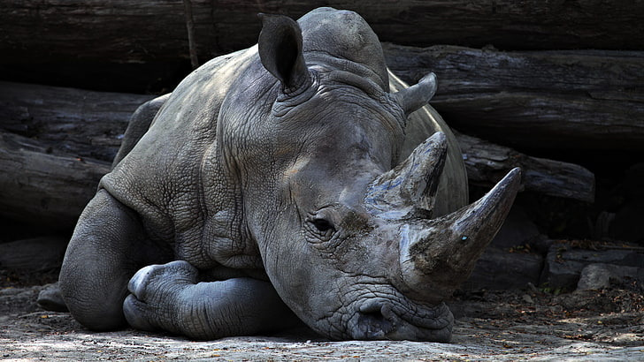 gray and black rhinoceros, horn, lying, animal, mammal, large, HD wallpaper