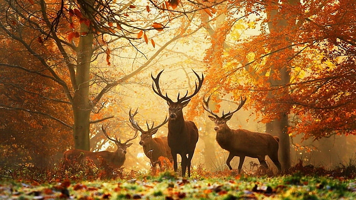 brown deer, nature, animals, grass, trees, leaves, autumn, animal themes, HD wallpaper
