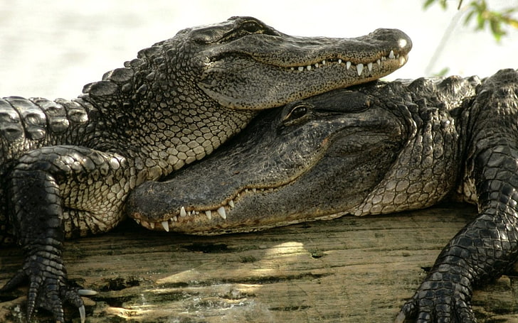 crocodiles, animals, nature, animals in the wild, animal themes
