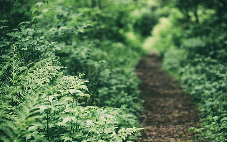 nature, forest, ferns, path, depth of field, plant, growth, HD wallpaper