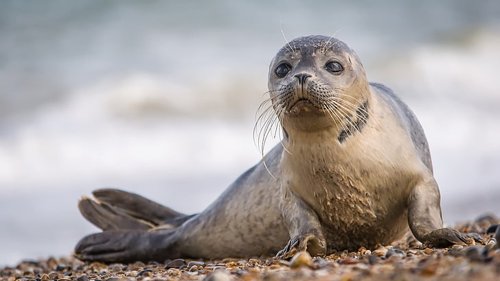 seal, baby seal, harbor seal, mammal, wildlife, marine mammal