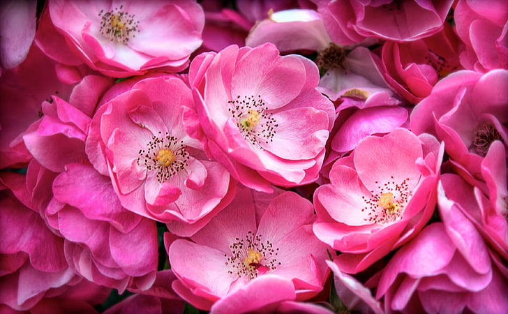 Beautiful Wild Roses, pink flowers, Nature, Yellow, Magenta, Photoshop