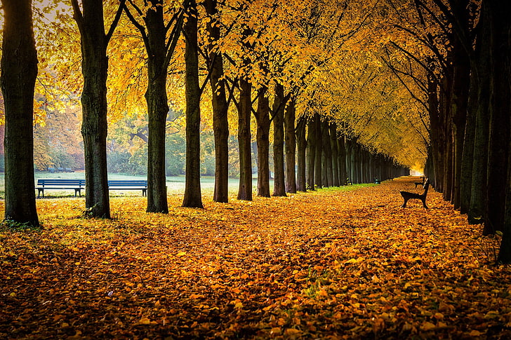 yellow leafed trees, nature, bench, fall, autumn, change, plant, HD wallpaper