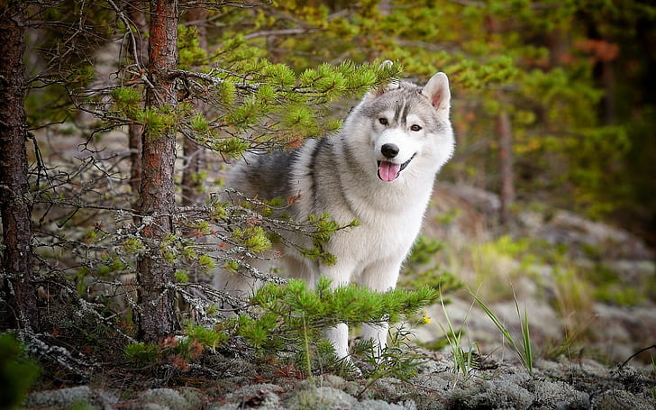 HD wallpaper: dog, Siberian Husky