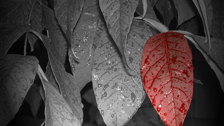 leaves, flowers, selective coloring, water drops, red, leaf, plant part, HD wallpaper