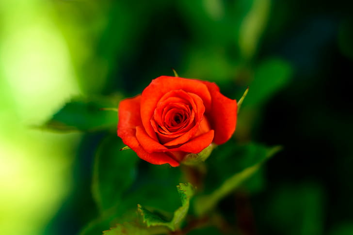 shallow focus photography of red rose, Japan, Kanagawa, Yokohama, HD wallpaper