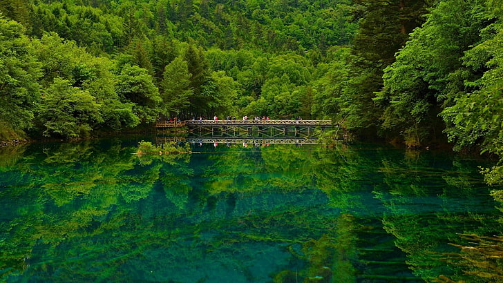 green leafed trees, nature, landscape, forest, China, lake, water, HD wallpaper