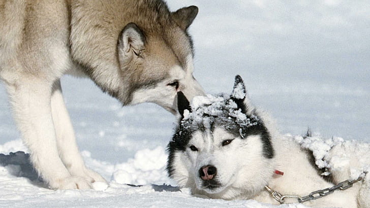 Can I Help?, lovely, friendly, dogs, siberian husky, beautiful, HD wallpaper