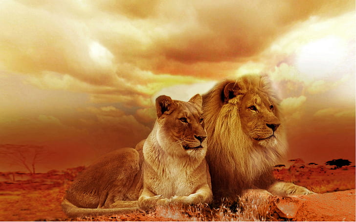 Lion Wallpapers Free HD Download 500 HQ  Unsplash
