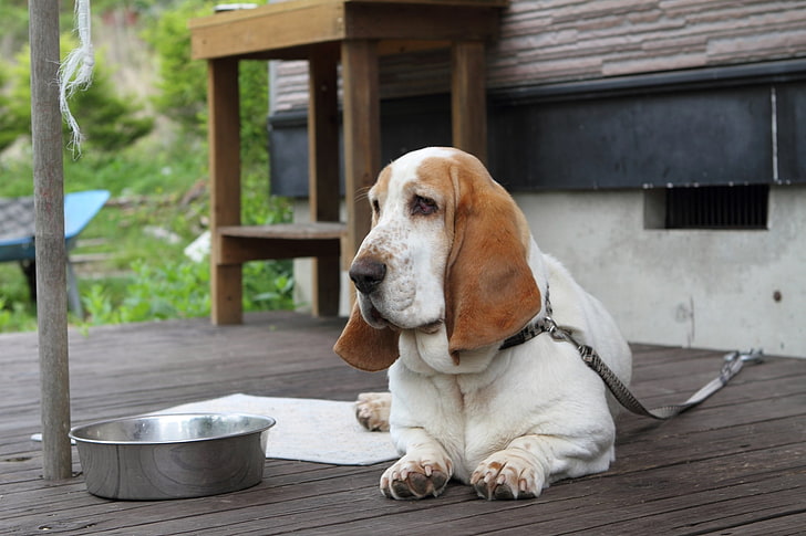 short-coated white and brown dog, basset, face, large ears, bowl