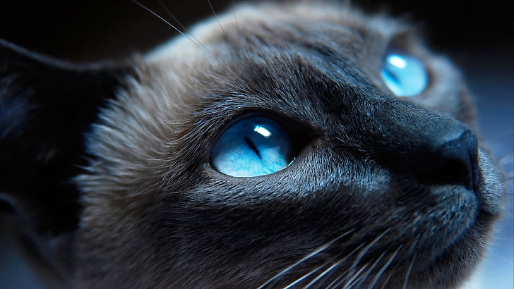 blue eyes, cat, awsome, cool, cute, kitten, nose, HD wallpaper