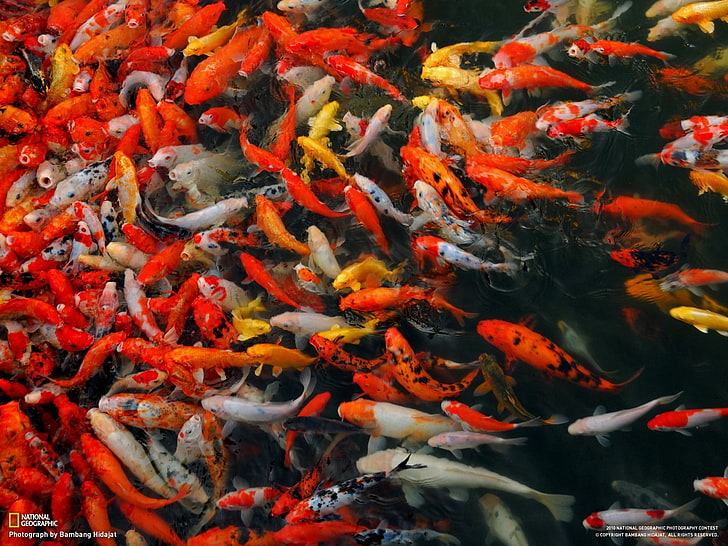 National Geographic, fish, group of animals, swimming, animals in the wild, HD wallpaper