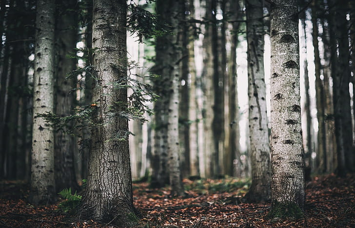 Birch forest 1080P, 2K, 4K, 5K HD wallpapers free download | Wallpaper Flare