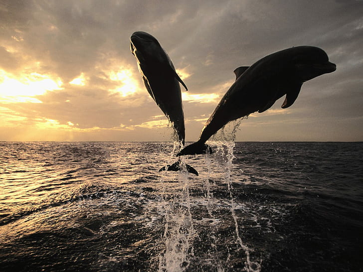 HD wallpaper: Animal, Dolphin, Jumping, Fish, Sunshine, Sea | Wallpaper  Flare
