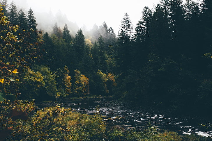 landscape, river, forest, trees, plant, tranquility, beauty in nature